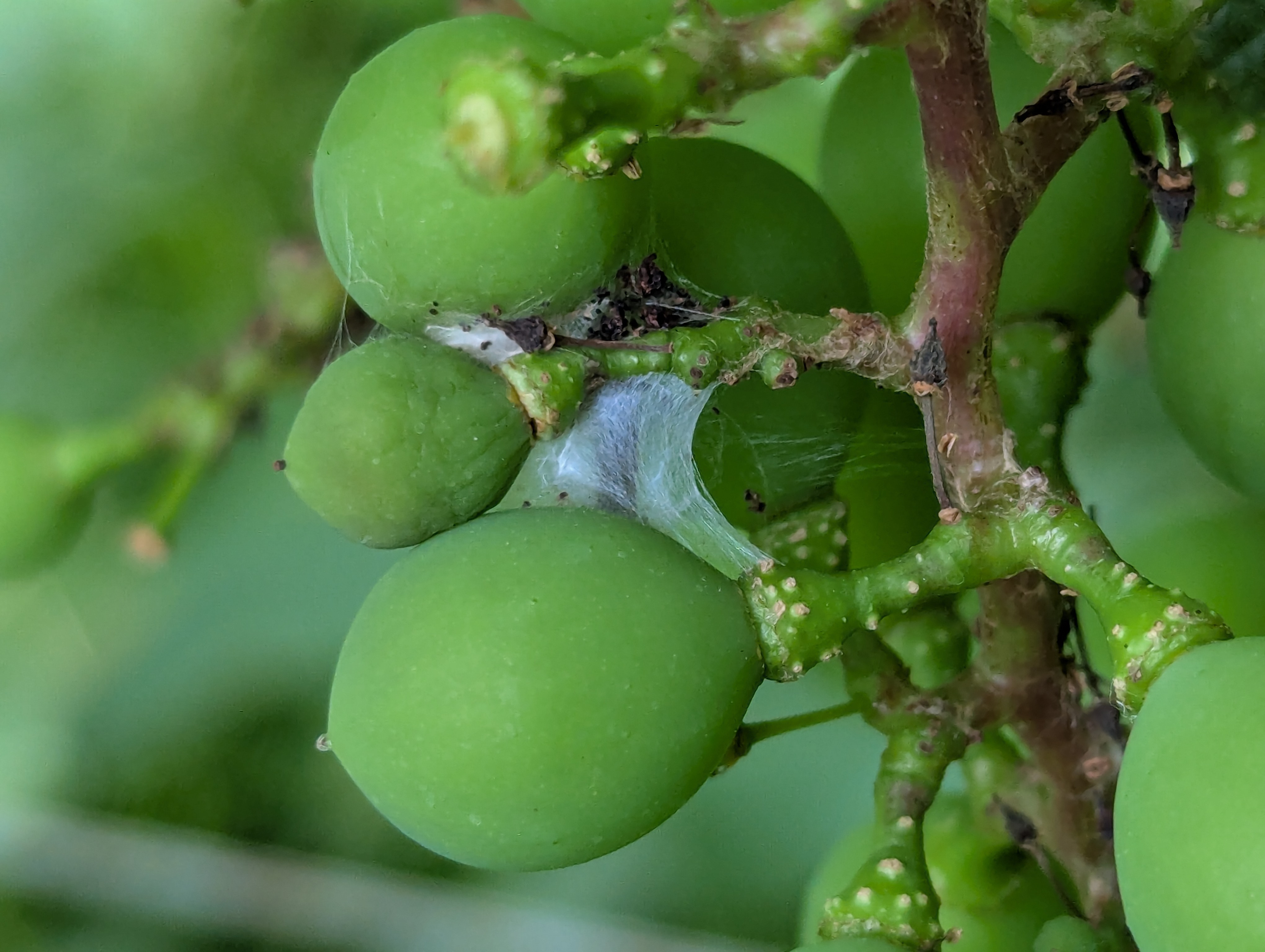 Webbing on grape clusters caused by grape berry moth.